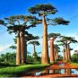 Fresh Australian Rare Baobab Tropical Giant Tree Seeds