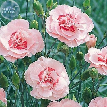 Fresh Dianthus Mixed Pinks Perennal Flower Seeds 100 eeds heirloom double petals
