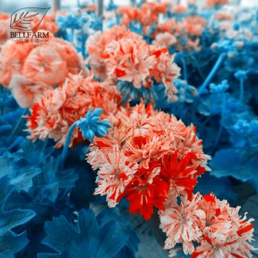 Fresh Geranium Spider Light Orange Red Stripess Flowers Seeds 10pcs flowers