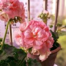Fresh Geranium Purely Pink Double Petals Ball shaped Flowers Seeds 10pcs flowers
