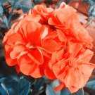 Fresh Geranium Purely Orange Double Petals Flowers Seeds 10pcs Hybrid Big Flowers