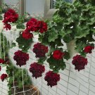Fresh Hanging Geranium Purely Deep Red Perennial Flowers 10pcs Seeds Flowers