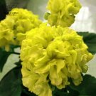 Fresh Geranium Purely Greenish Yellow Big Blooms Flowers Seeds 10pcs Fragrant Flowers