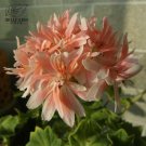 Fresh Geranium White Light Orange Thin Long Flowers Seeds 10pcs Perennial Flowers