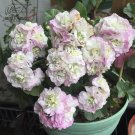 Fresh Geranium Light Purple White Light Green Big Blooms Flowers Seeds 10pcs Flowers
