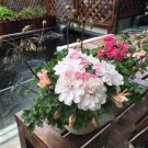 Fresh Geranium Pink White Double Petals Flower Seeds 10pcs Big Blooms Flowers