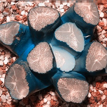 Fresh Haworthia Shinkirou Black Succulent s Seeds 5pcs Heirloom Interesting