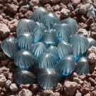 Fresh Haworthia obtusa Crystal Light Blue Transparent Succulent Seeds 5pcs Lovely