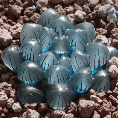 Fresh Haworthia obtusa Crystal Light Blue Transparent Succulent Seeds 5pcs Lovely
