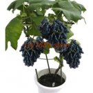 Fresh Rare Dwarf Sapphire Grape Seeds Organic Sweet Juicy Fruit