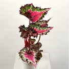 Fresh Janpanse Coleus Seeds