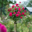 Fresh BELLFARM Rose Tree Rose red Perenial Flower Seeds 50pcs