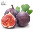 Fresh BELLFARM Giant Purple Ficus carica Fig Shrubs Seeds 6pcs