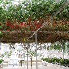 Fresh 200pcs Italian Tree Tomato Trip L Crop Seeds