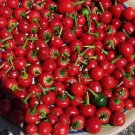 Fresh BELLFARM Cherry Bomb Red Hot Chile Pepper Seeds ( Capsicum annuum ) 20pcs