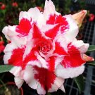 Fresh BELLFARM Heirloom Five Stars Double Adenium Desert Rose Seeds 2pcs
