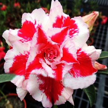 Fresh BELLFARM Heirloom Five Stars Double Adenium Desert Rose Seeds 2pcs