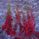 Fresh BELLFARM Rare Red Ivy Creeper Leaves Heirloom Seeds 10pcs