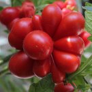 Fresh Unusual Rare Heirloom Reisetomate Tomato Seeds 100pcs