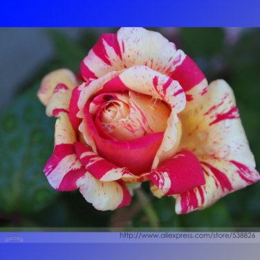 Fresh Fireball Rose Shrub Flower Seeds 20 Seeds/Pack Light Fragrant Flower