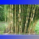 Fresh Clumping Bamboo Seeds 30 Seeds/Pack Dendrocalamus Membranaceus Courtyard