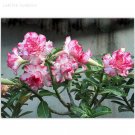 Fresh Small Carnation Typed Adenium Obesum Desert Rose 2 Seeds double petals