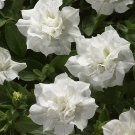 Fresh Blanket Double White Petunia Seeds 200pcs hybrid