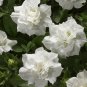 Fresh Blanket Double White Petunia Seeds 200pcs hybrid