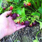 Fresh Heirloom Purple Wonder Strawberry Seeds 100 seeds extra sweet berries