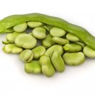 Fresh Green White Giant Broad Bean Seeds 100 Seeds Vicia faba Vegetables Organic