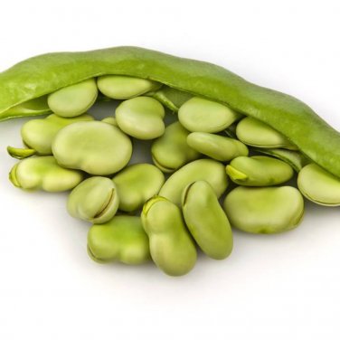 Fresh Green White Giant Broad Bean Seeds 100 Seeds Vicia faba Vegetables Organic