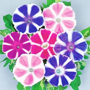 Fresh Morning Glory Mixed Colorful Petals with White Stripe Flower Seeds