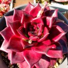 Fresh Echeveria agavoides Romeo Rubin Succulent Seeds 100% right varieties seeds
