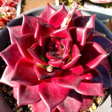 Fresh Echeveria agavoides Romeo Rubin Succulent Seeds 100% right varieties seeds