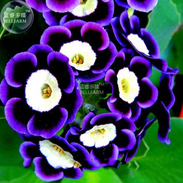 Fresh Stunning Tricolor Petunia Annual Flower Seeds 200 Seeds Blooming Flowers