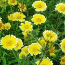 Fresh Layia Elegans Garden Flowers Seeds 30seeds