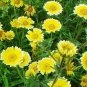 Fresh Layia Elegans Garden Flowers Seeds 30seeds