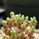 Fresh Green Dicrocaulon Ramulosum Green Succulent Plant Seeds for Your Garden