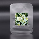 Fresh Zephyranthes carinata White Red Yellow Pink Rain Lily Perennial Flower Seeds