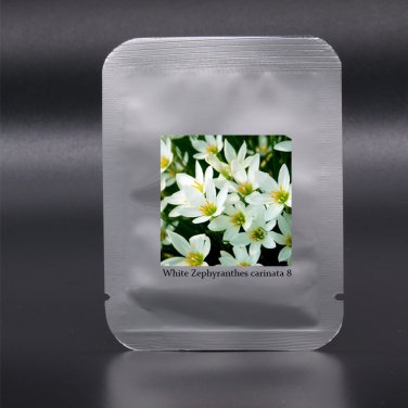Fresh Zephyranthes carinata White Red Yellow Pink Rain Lily Perennial Flower Seeds