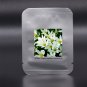Fresh Zephyranthes carinata White Red Yellow Pink Rain Lily Perennial Flower Seeds