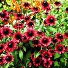 Fresh Cherry Dark Red Black Eyed Coneflowers Echinacea Seeds