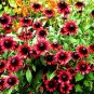 Fresh Cherry Dark Red Black Eyed Coneflowers Echinacea Seeds
