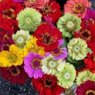 Fresh Mixed Colorful Zinna Elegans California Giant Flowers 50 Seeds Flower Drought