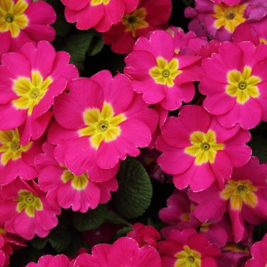 Fresh Primula sieboldii genuina Skvortsov Primula patens var. 10 Seeds pink yellow