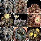 Fresh Titanopsis Mixed Succulents Seeds