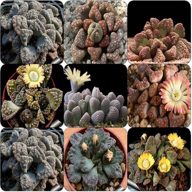 Fresh Titanopsis Mixed Succulents Seeds