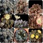 Fresh Titanopsis Mixed Succulents Seeds