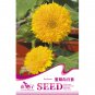 Fresh Golden Yellow Sunflowers Brushy Muiti headed Annual Flower Seeds 20 seeds