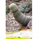 Fresh Sexy Cactus Seeds Indoor Outdoor Planting available